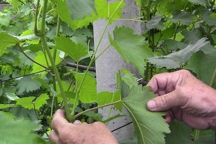 Уламка, пасинкування і карбування винограду