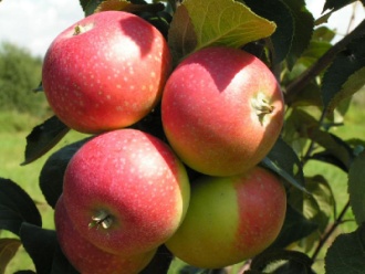 metszés almafák