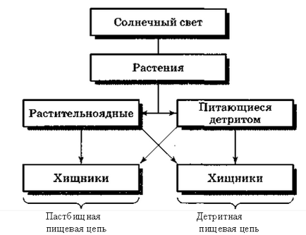 Загальна екологія харчові ланцюги, трофічні рівні