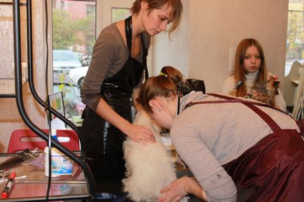 Training grooming - cursuri profesionale groomer în grădina zoologică