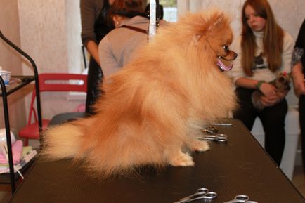 Training grooming - cursuri profesionale groomer în grădina zoologică