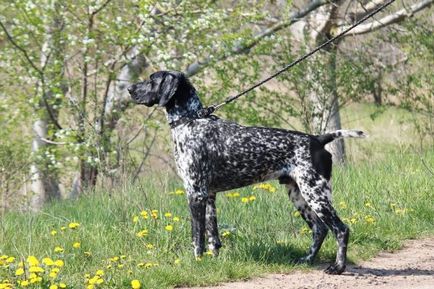 Privire de ansamblu a câinilor din rasa kurtshaar descrierea standardului, conținutului și fotografiilor animalelor de companie