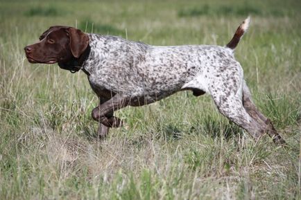 Privire de ansamblu a câinilor din rasa kurtshaar descrierea standardului, conținutului și fotografiilor animalelor de companie