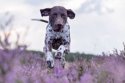 Privire de ansamblu a câinilor din rasa kurtshaar descrierea standardului, conținutului și fotografiilor animalelor de companie