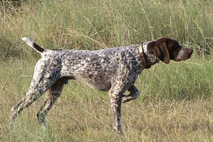 Privire de ansamblu a câinilor din rasa kurtshaar descrierea standardului, conținutului și fotografiilor animalelor de companie