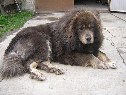 Una dintre cele mai vechi rase de câini este mastifful tibetan, nicholletto