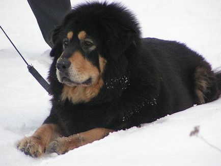 Una dintre cele mai vechi rase de câini este mastifful tibetan, nicholletto