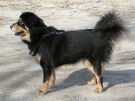 Az egyik legrégebbi fajtájú kutyák - a tibeti masztiff, Nicollette