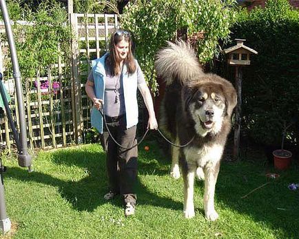 Una dintre cele mai vechi rase de câini este mastifful tibetan, nicholletto