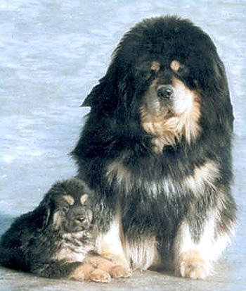 Az egyik legrégebbi fajtájú kutyák - a tibeti masztiff, Nicollette