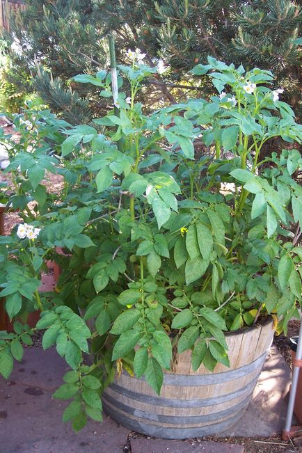 Grădină de legume în recipient