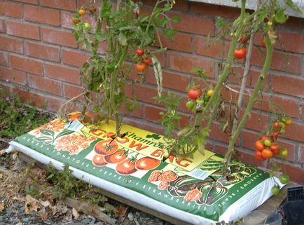 Grădină de legume în recipient