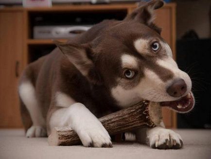 De coarne de cerb pentru câini sunt bune sau scumpe de divertisment - magazin on-line cdvet în Saint Petersburg