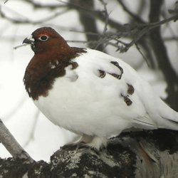 Descrierea patriozei albe, habitatului acesteia, stilului de viață și naturii alimentelor