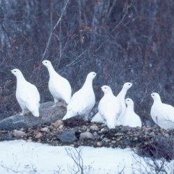 Descrierea patriozei albe, habitatului acesteia, stilului de viață și naturii alimentelor