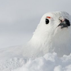 Опис білої куріпки, середовища її проживання, способу життя і характеру харчування