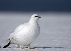 Descrierea patriozei albe, habitatului acesteia, stilului de viață și naturii alimentelor