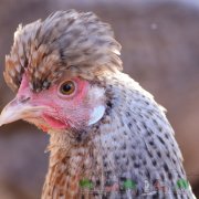 Descrierea rasei de găini Amrox, recenzie foto și video