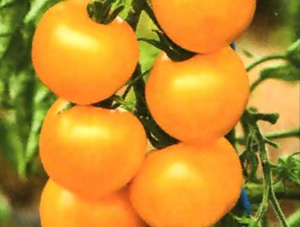 Опис сортів томатів жовтих шістсот рад