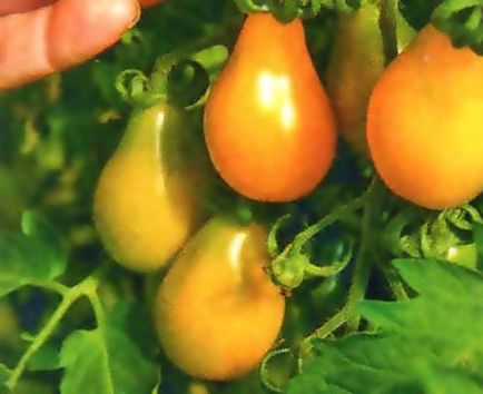 Опис сортів томатів жовтих шістсот рад