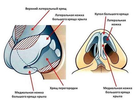 Nasul după rinoplastie cauzează cauze care pot duce la modificări ale vârfului nasului