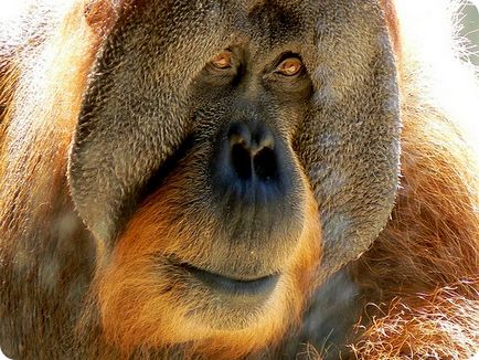 Orangutanul (lat