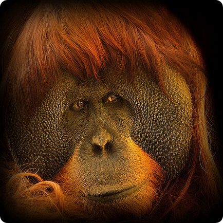 Orangutanul (lat