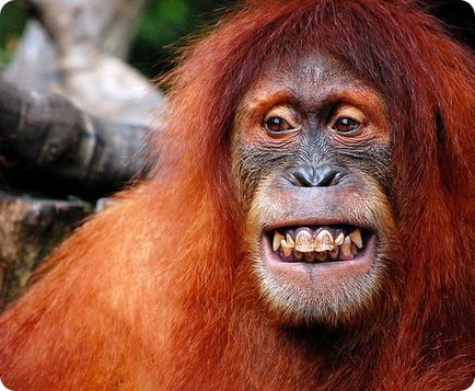 Orangutanul (lat