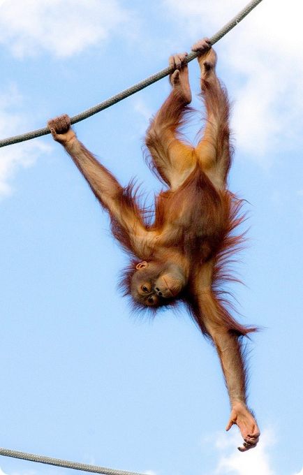 Orangutanul (lat