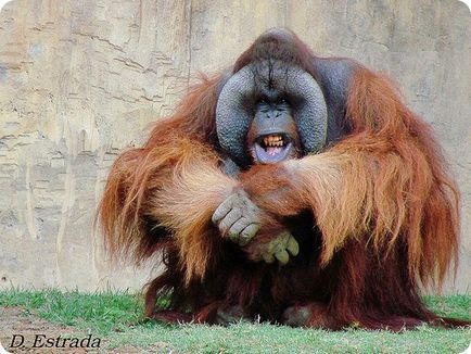 Orangutan (lat (Body) Orangutan (lat