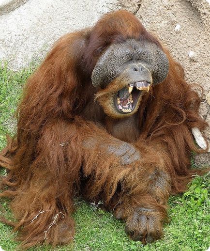 Orangutanul (lat