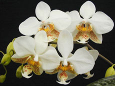 Орхідеї для початківців - кімнатні квіти і рослини