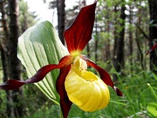 Orchideák kezdőknek - beltéri növények és virágok