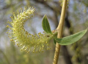 Fő betegségek és kártevők Willow megelőzésére, a tünetek, okok és a kezelés