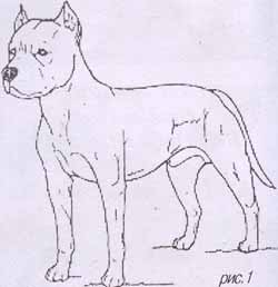 Caracteristicile examenului american Staffordshire Terrier