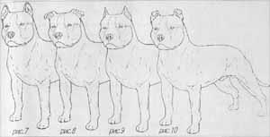 Caracteristicile examenului american Staffordshire Terrier