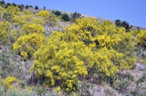 Caracteristicile geografiei Greciei, a florei și faunei acesteia