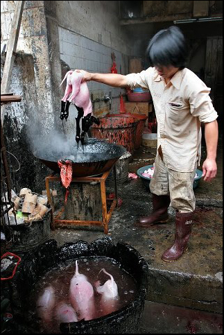 Caracteristicile culturii chineze în fotografii nu sunt pentru cei slabi (gătit câini vii, prăjiți