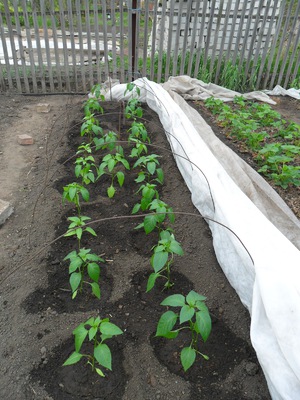 Caracteristicile de ardei de plantare în primăvara în sol deschis, grija pentru ea pentru a obține o recoltă bună,