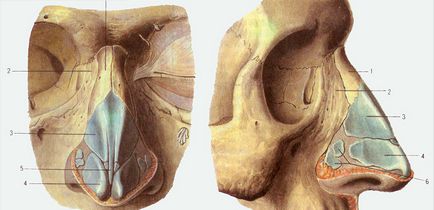 Caracteristicile de rinoplastie și scufundarea vârfului nasului