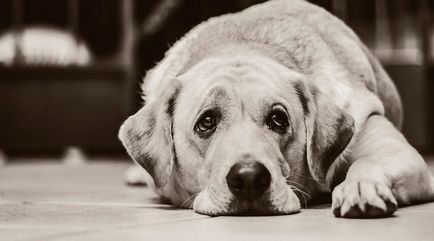 Остеомаляція у собак симптоми лікування
