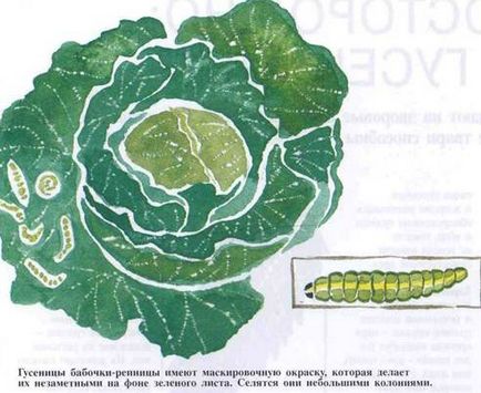 обережно гусениці