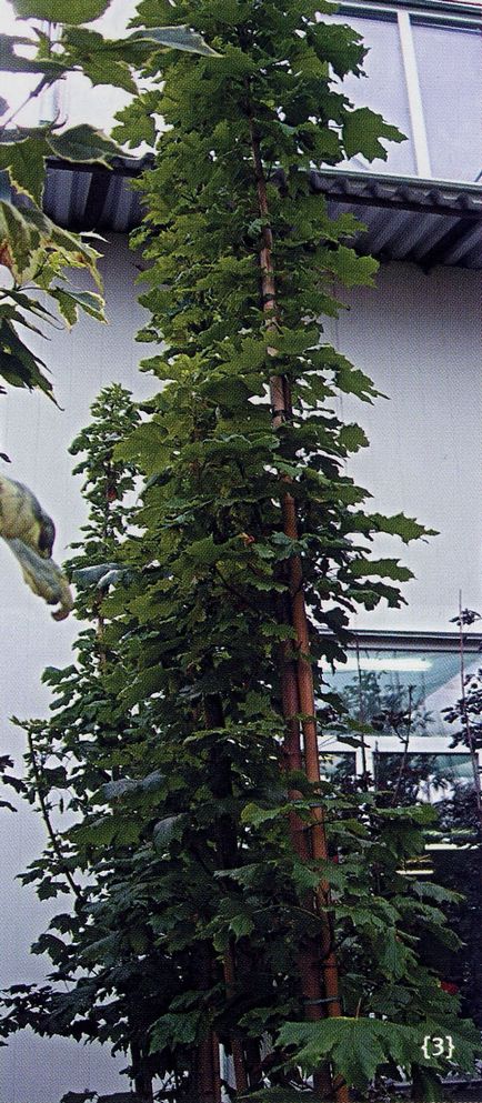 Aquifolium juharfák - növény a világon