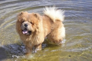 Nyaralás kutyával a víztestek közelében