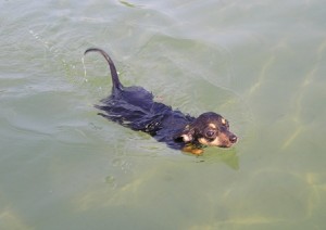 Vacanțe cu un câine lângă iazuri