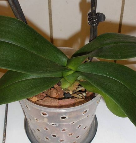 Kivirult orchidea - mi a következő teendő, ls