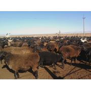 Вівці племінні в Дружковкае - ціни, фото, відгуки, купити вівці племінні оптом чи вроздріб в