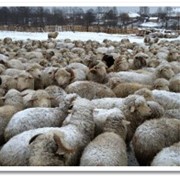 Ovine în Smolensk - prețuri, fotografii, recenzii, cumpărare de ovine tribale cu ridicata sau cu amănuntul în