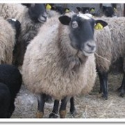 Вівці племінні в Дружковкае - ціни, фото, відгуки, купити вівці племінні оптом чи вроздріб в