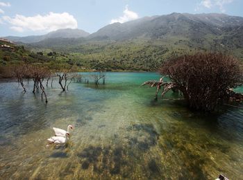 Lake kurnas (krit) cum ajungeți la, fotografii, recenzii